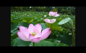 Quốc sư Huệ Trung
